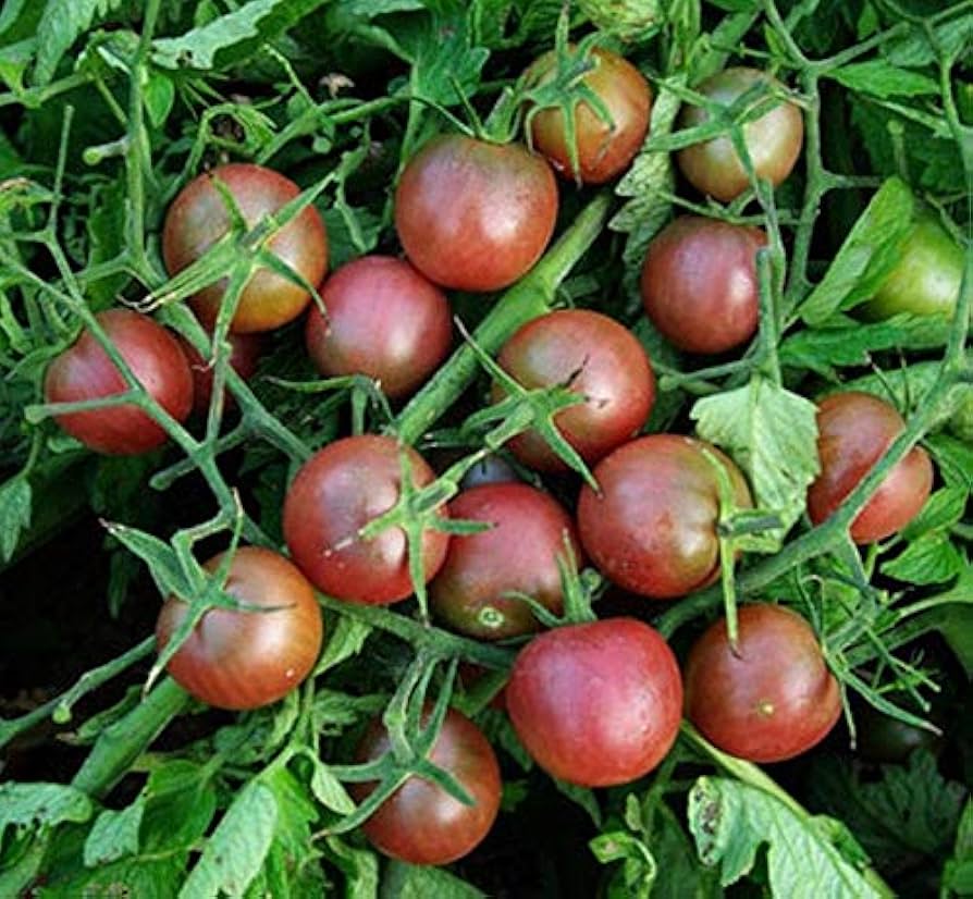 Black (Cherry tomato) for planting in garden